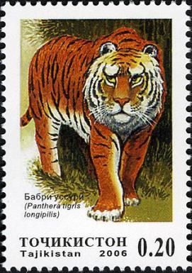 Amur Tiger (Panthera tigris longipilis)