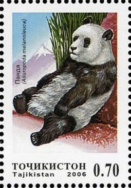 Giant Panda (Ailuropoda melanoleuca)