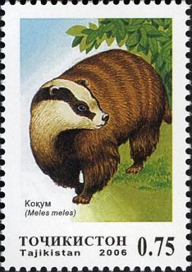 European Badger (Meles meles)
