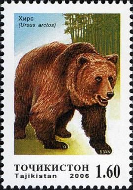 Brown Bear (Ursus arctos)