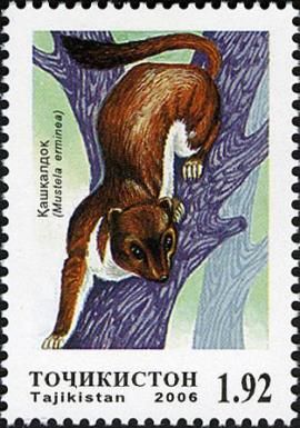 Stoat (Mustela ermina)