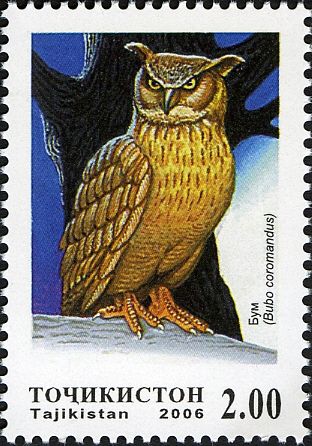 Dusky Eagle-Owl (Bubo coromandus)