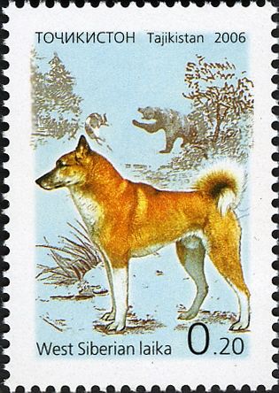 West Siberian Laika (Canis lupus familiaris)