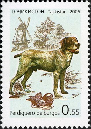 Perdiguero de Burgos (Canis lupus familiaris)