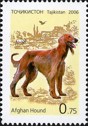 Afghan Hound (Canis lupus familiaris)