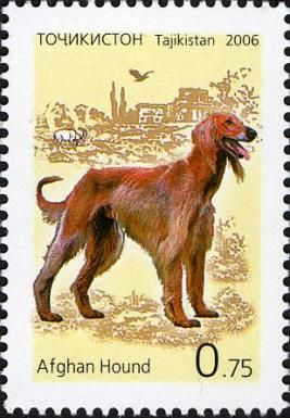 Afghan Hound (Canis lupus familiaris)