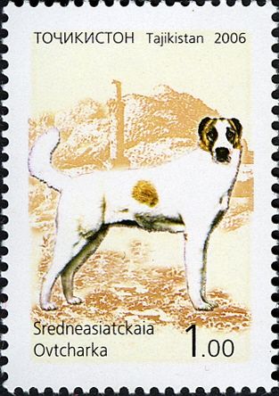 Central Asian Ovtcharka (Canis lupus familiaris)
