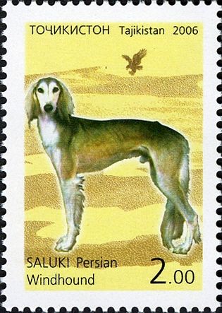 Saluki (Canis lupus familiaris)