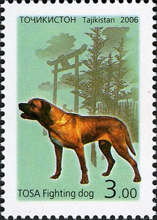 Tosa Inu (Canis lupus familiaris)