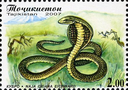 Central Asian Cobra (Naja oxiana)