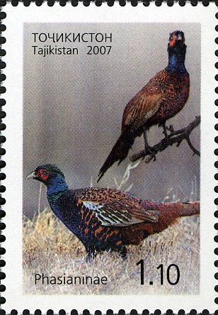 Common Pheasant (Phasianus colchicus)