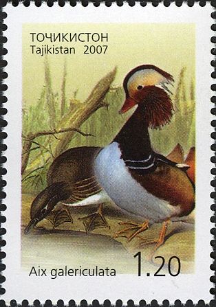 Mandarin Duck (Aix galericulata)