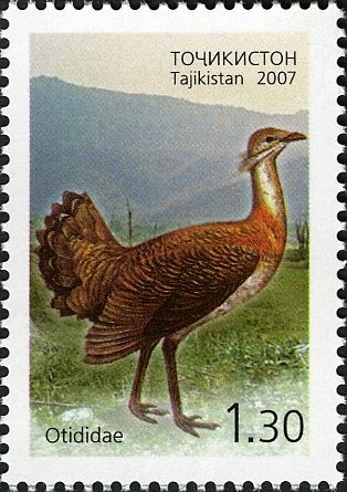 Great Bustard (Otis tarda)