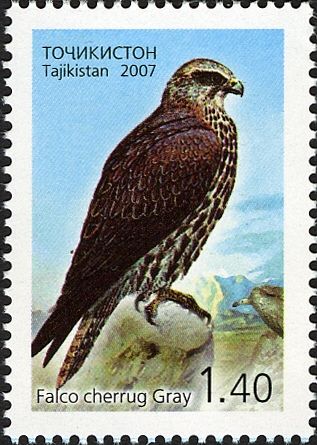 Saker Falcon (Falco cherrug)