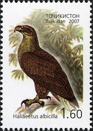White-tailed Eagle (Haliaeetus albicilla)