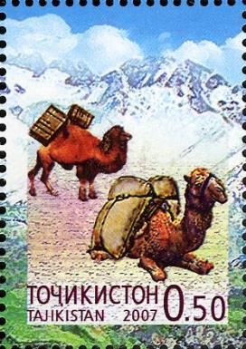 Bactrian Camel (Camelus bactrianus)