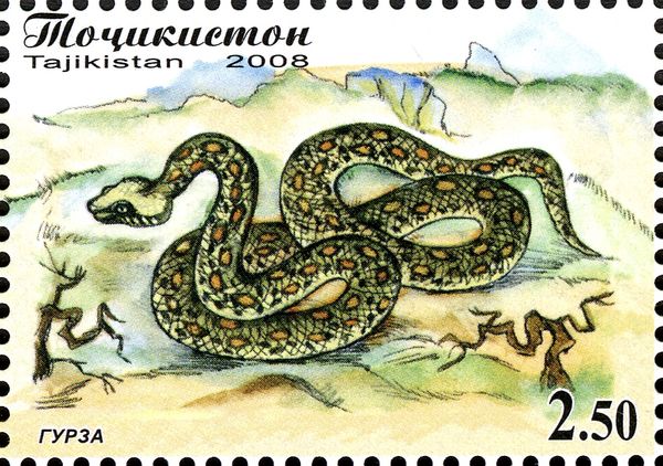 Levantine Viper (Vipera lebetina)