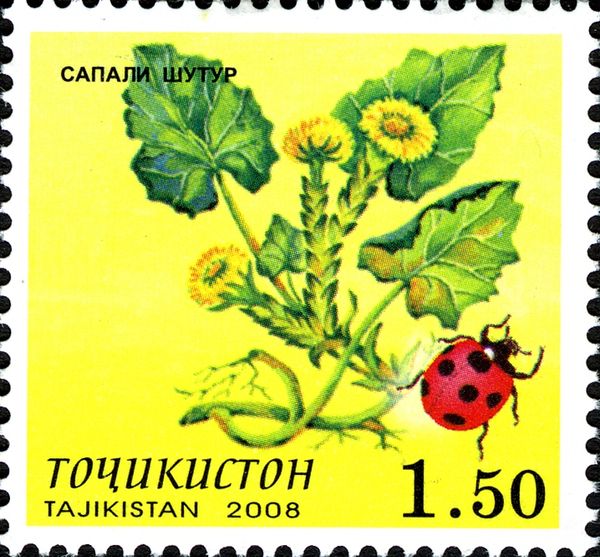 Coltsfoot and Ladybird