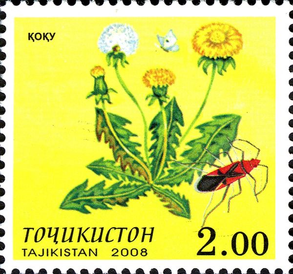 Dandelion and Beetle