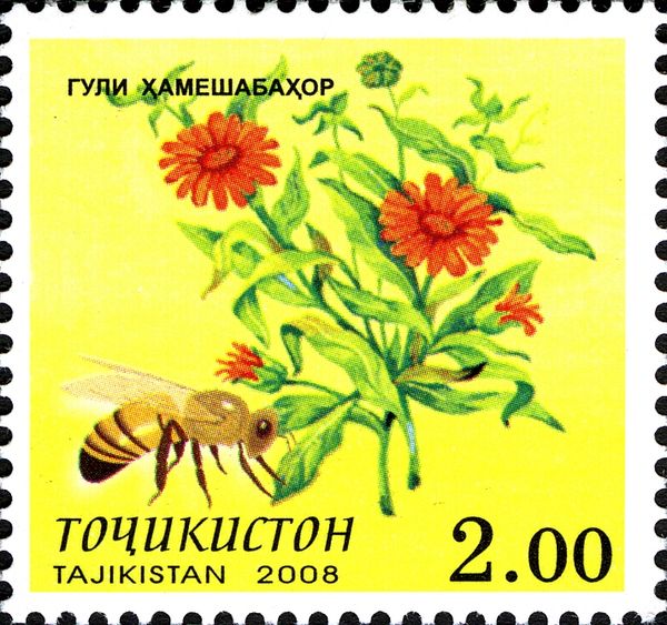 Calendula and Bee