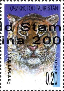 Tiger (Panthera tigris) - Overprint