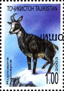 Chamois (Rupicapra rupicapra) - Overprint