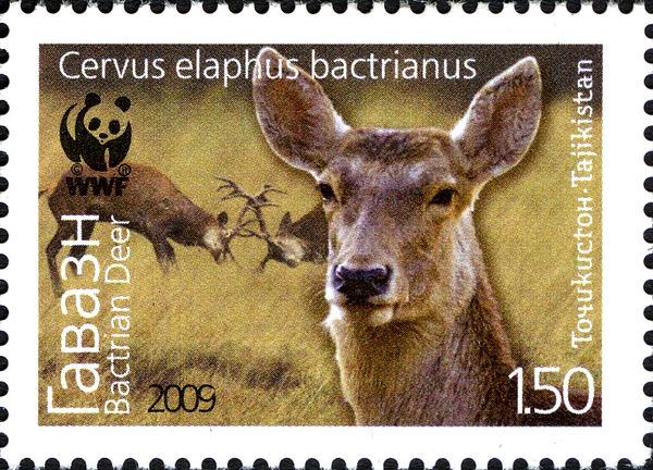 Bactrian Deer (Cervus elaphus bactrianus)