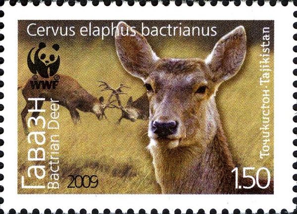 Bactrian Deer (Cervus elaphus bactrianus)