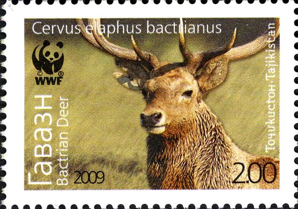 Bactrian Deer (Cervus elaphus bactrianus), Stag
