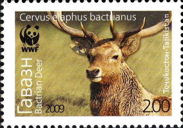 Bactrian Deer (Cervus elaphus bactrianus), Stag