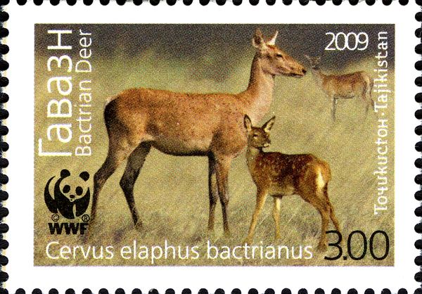 Bactrian Deer (Cervus elaphus bactrianus), Hind and Fawn