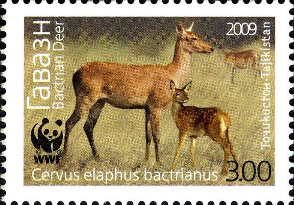Bactrian Deer (Cervus elaphus bactrianus), Hind and Fawn