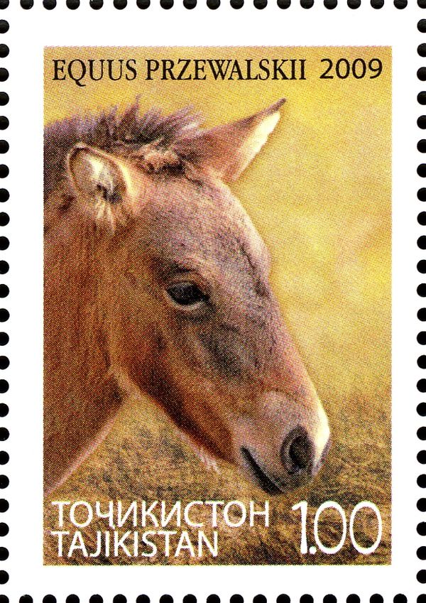 Przewalski's Horse (Equus ferus przewalskii)
