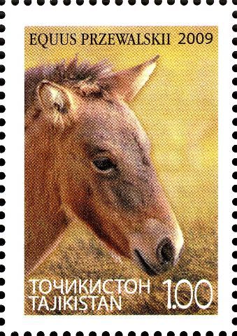Przewalski's Horse (Equus ferus przewalskii)