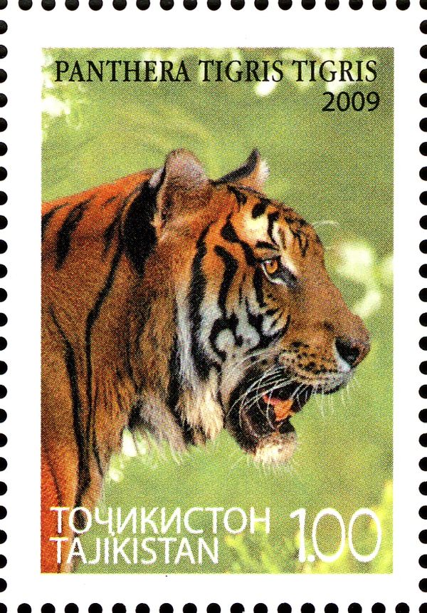 Bengal Tiger (Panthera tigris tigris)