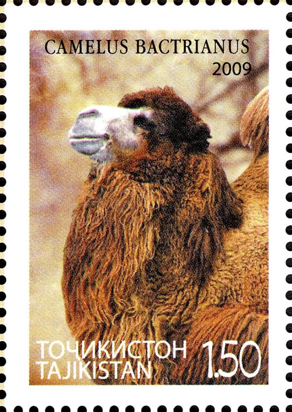 Bactrian Camel (Camelus bactrianus)