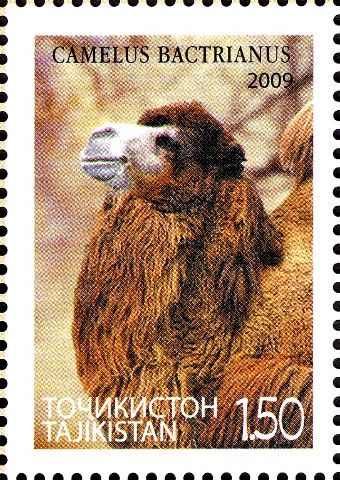 Bactrian Camel (Camelus bactrianus)