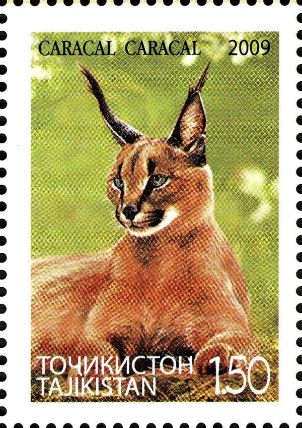 Caracal (Caracal caracal)