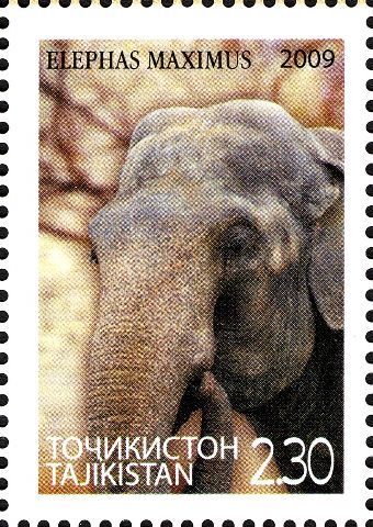 Asian Elephant (Elephas maximus)