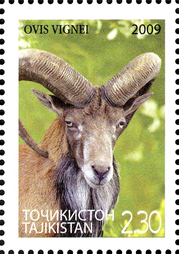 Ladakh Urial (Ovis orientalis vignei)