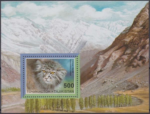 Pallas's Cat (Otocolobus manul)