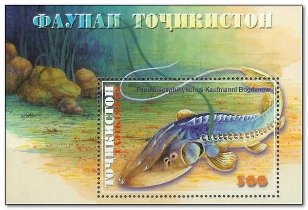 Amu Darya Sturgeon (Pseudoscaphirhynchus kaufmanni)