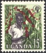 Coffee growing