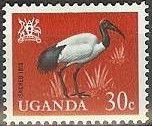 Grey Crowned Crane (Balearica regulorum)
