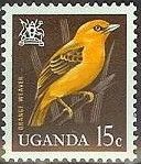 Orange Weaver (Ploceus aurantius)