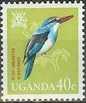 Blue-breasted Kingfisher (Halcyon malimbica)