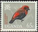 Black-winged Red Bishop (Euplectes hordeaceus)