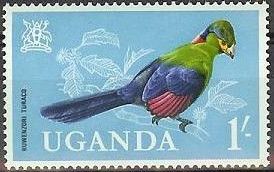 Ruwenzori Turaco (Ruwenzorornis johnstoni)