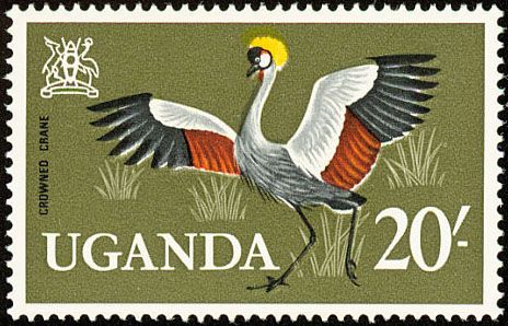 Grey Crowned Crane (Balearica regulorum)