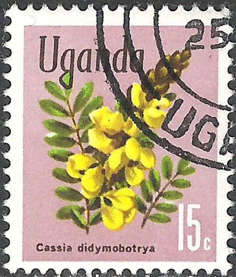 Peanut Butter Cassia (Senna didymobotrya)